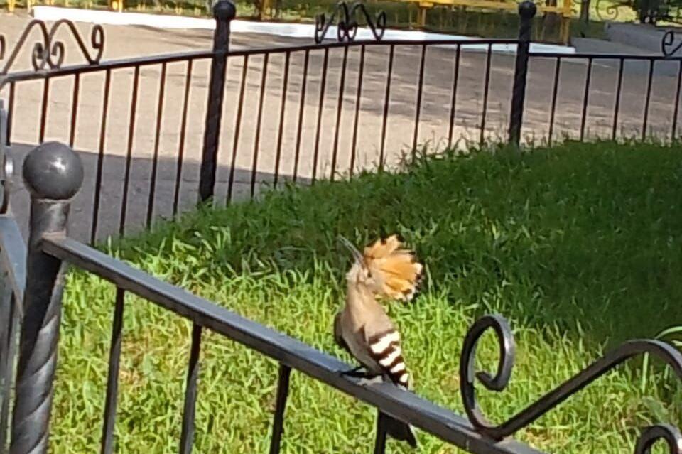 В парке Читы были замечены краснокнижные птицы