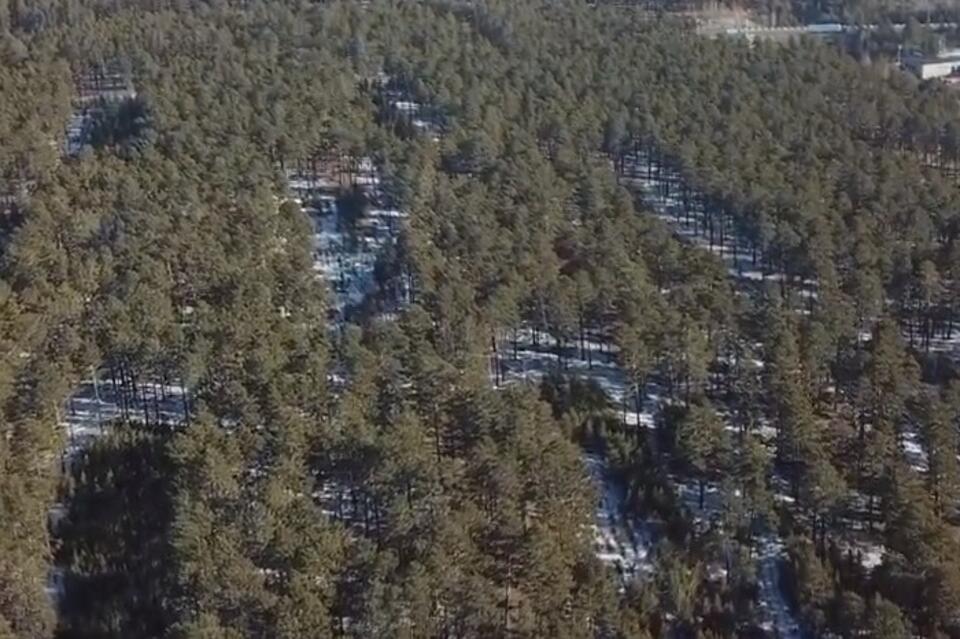 Лес на Таежной вызвал спор между властями города и депутатами