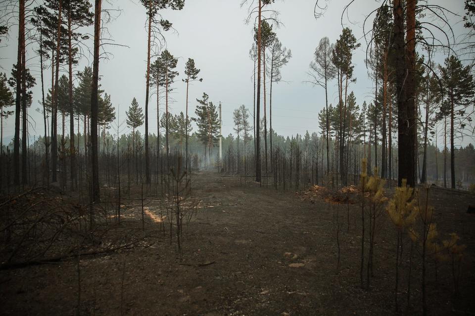 В Забайкалье пресечена деятельность ОПГ, которая занималась контрабандой леса