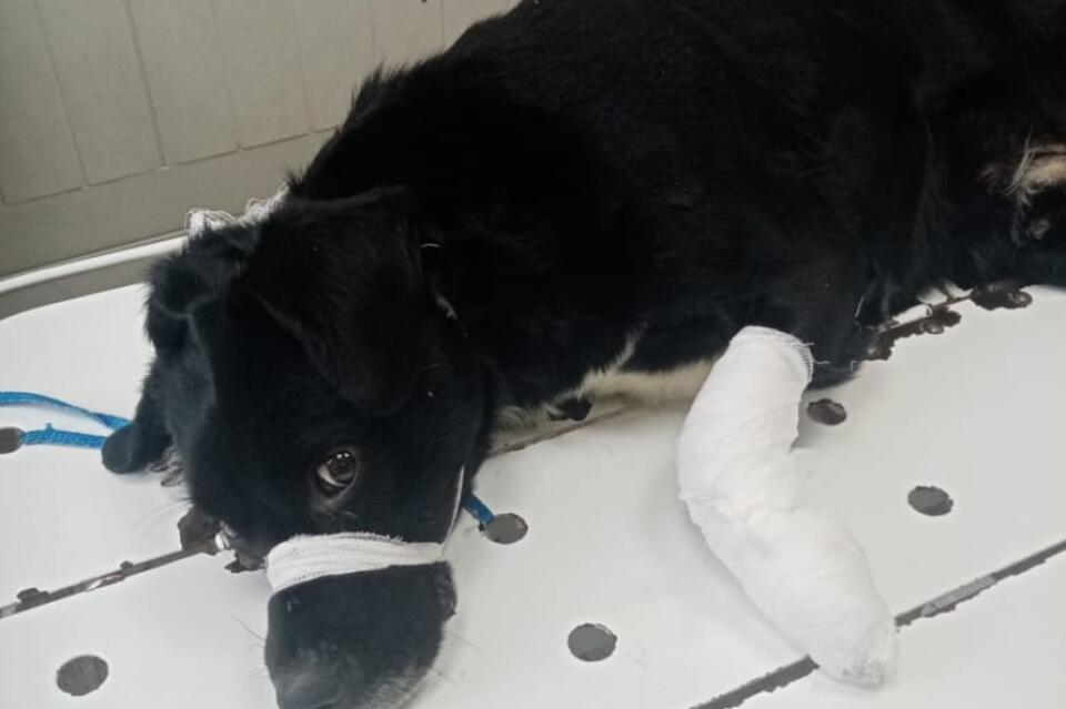Раненую собаку спасли ветеринары из Могочи
