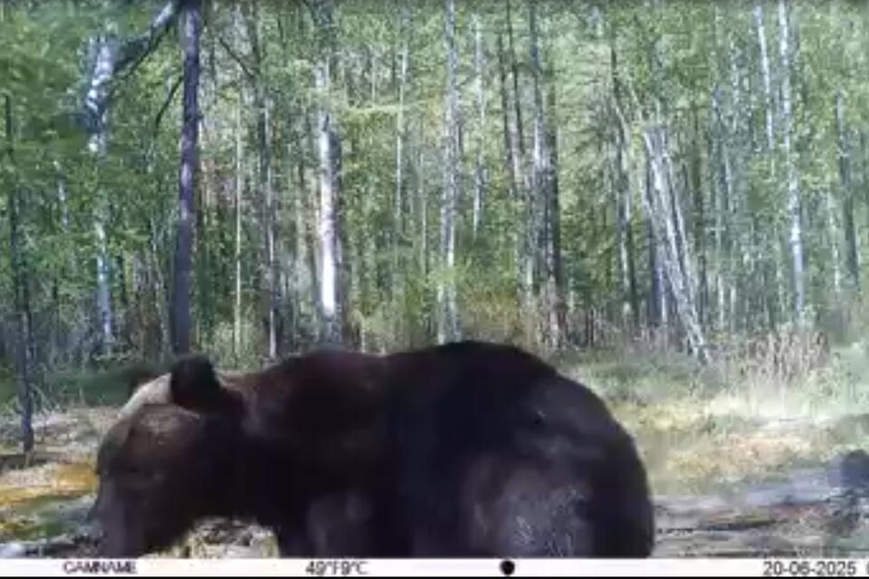 Косолапые исследователи сломали две фотоловушки в Сохондинском заповеднике