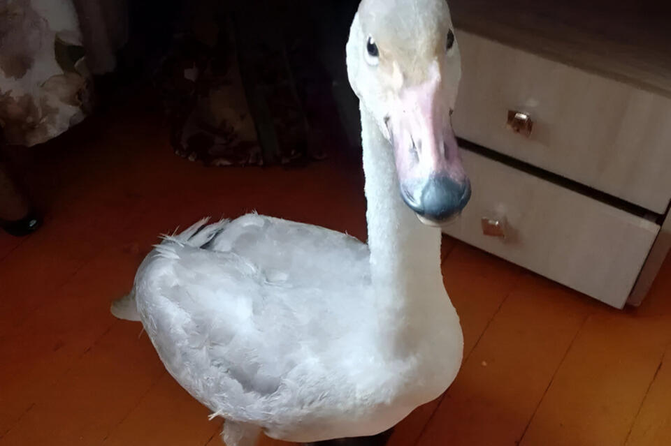 Лебедя, который не улетел на зимовку, приютила семейная пара