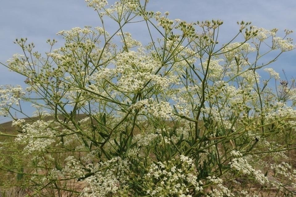 Забайкалец уничтожил более тысячи корней краснокнижного растения