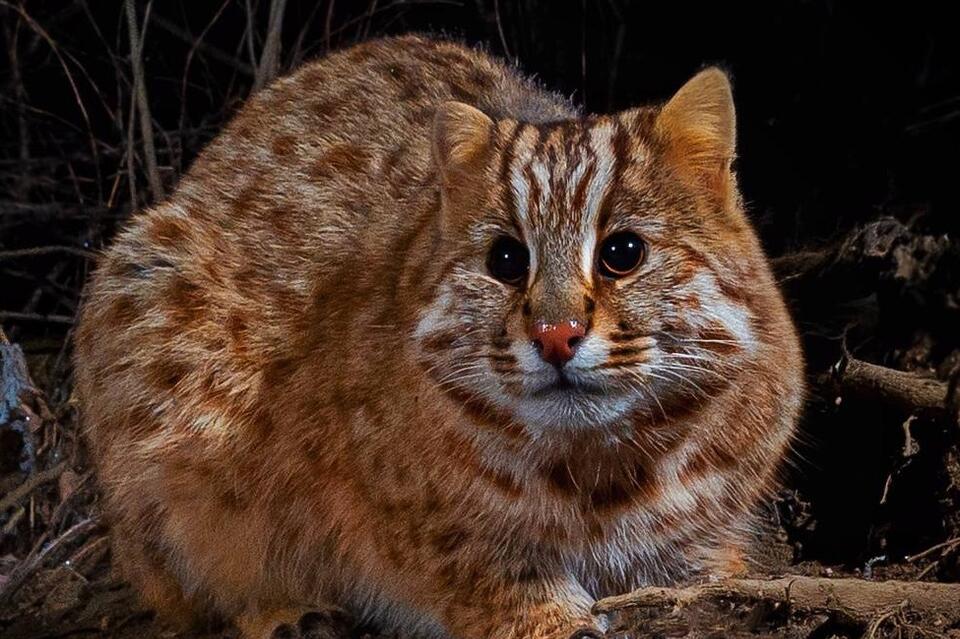 Фотоловушка засняла пугливого краснокнижного кота