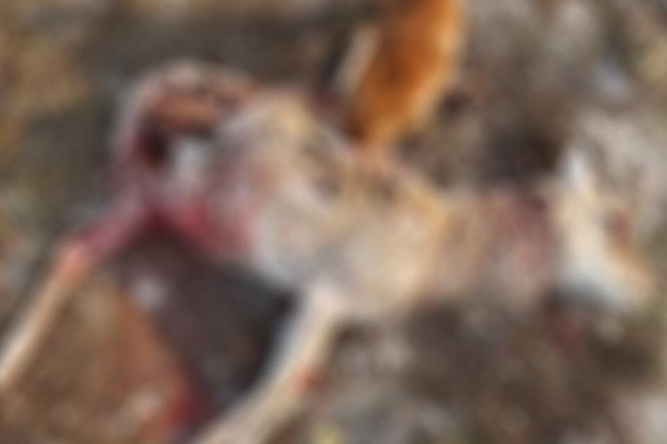 Два краснокнижных дзерена погибли в Нижнем Цасучее — они убегали от собак