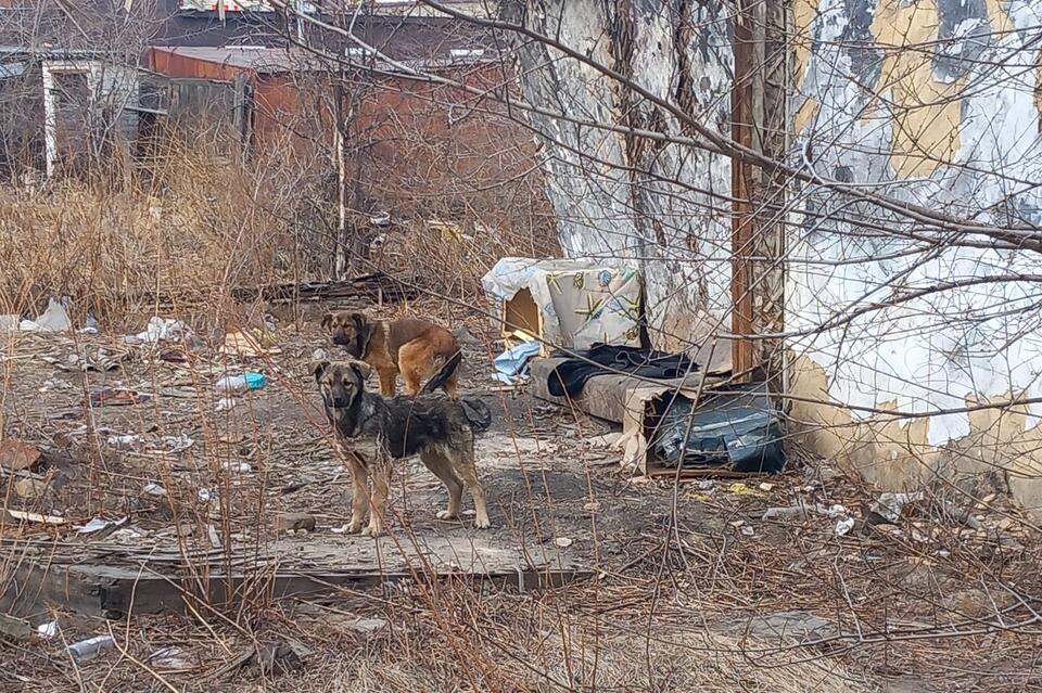 Всего 14 собак отловили в Чите за сутки
