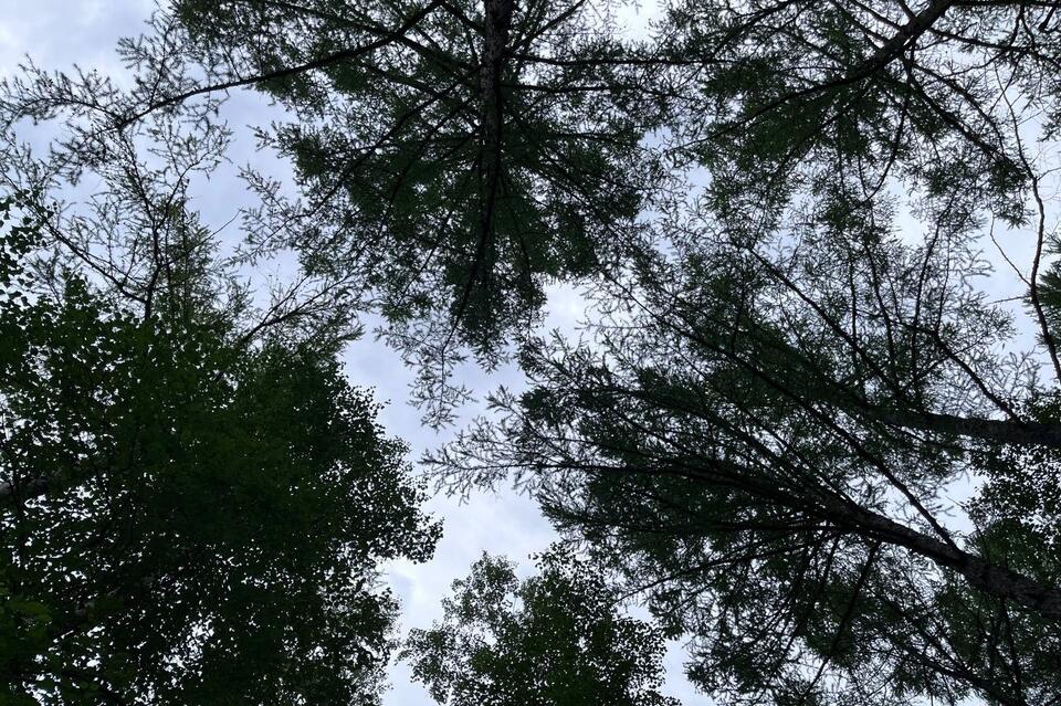 Забайкальцы вырубили лес почти на 7 миллионов