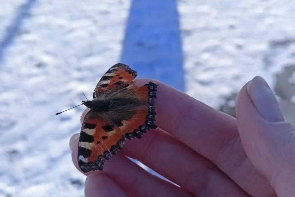 По Чите в ноябре летают бабочки