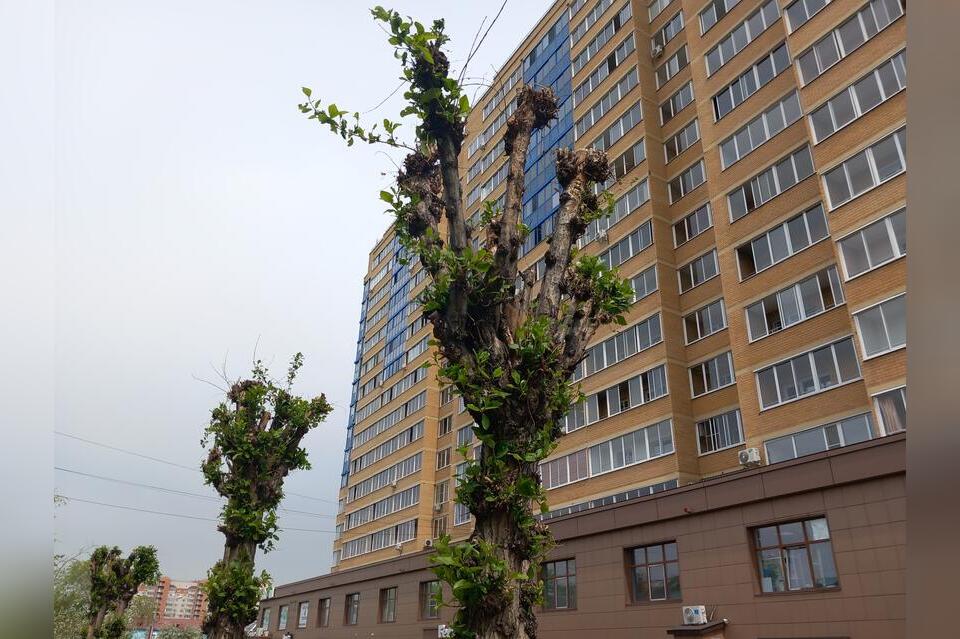 Сити-менеджера Читы возмутила обрезка деревьев в ее дворе