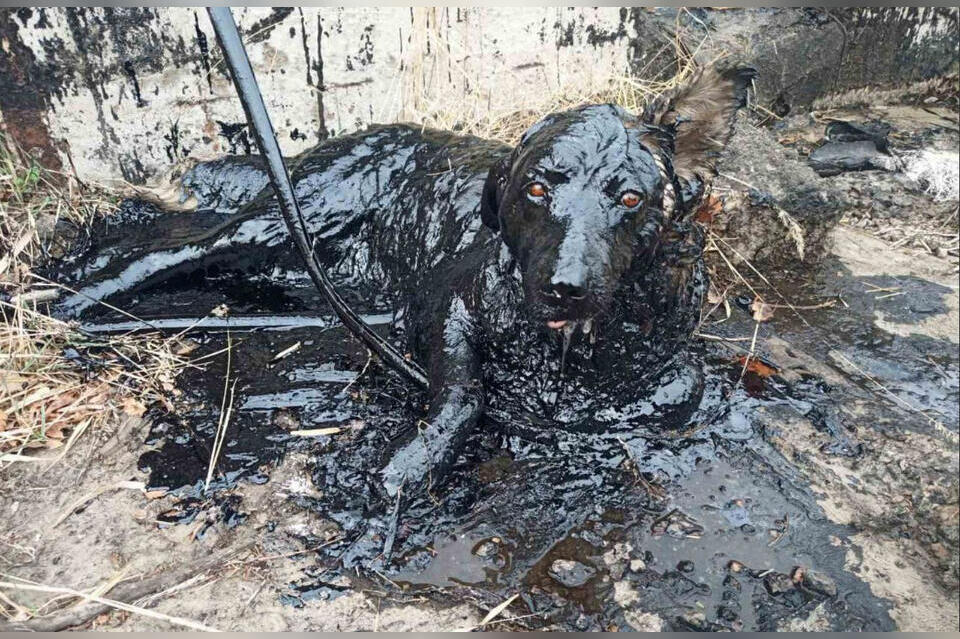В Краснокаменске собака провалилась в яму с гудроном