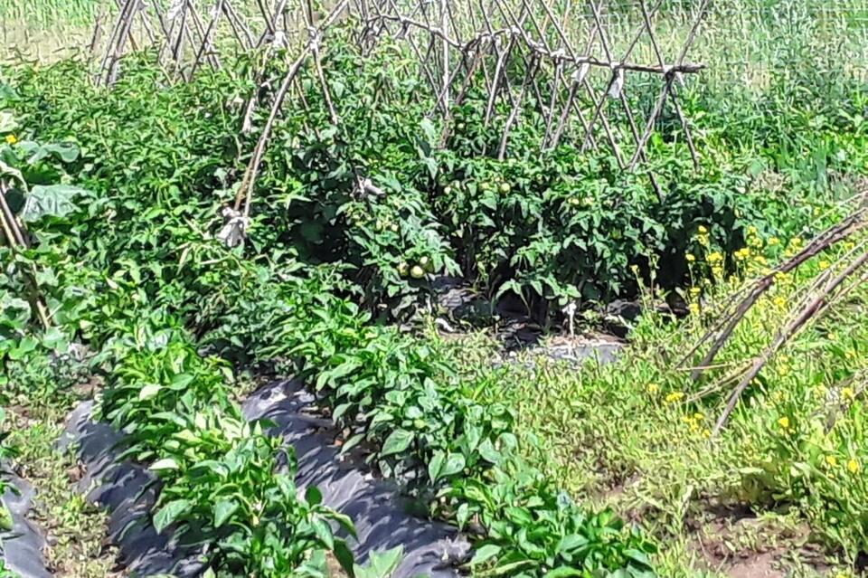 Житель Балейского района выращивал на своём участке наркосодержащие растения