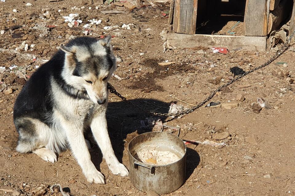 Свыше тысячи укусов собаками зафиксировано в Забайкалье с начала года