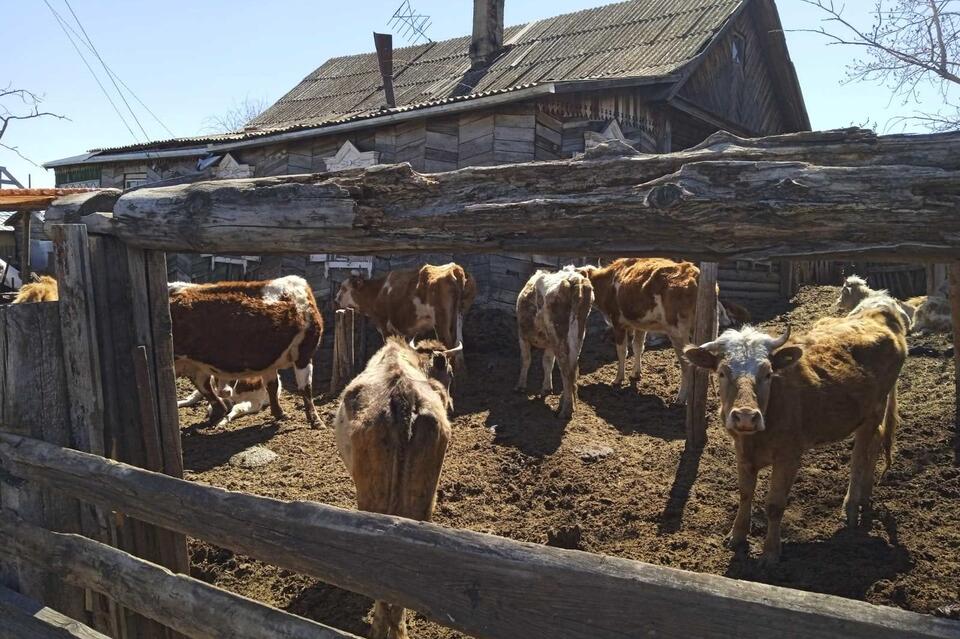 Житель Первомайского забросал дорогу навозом