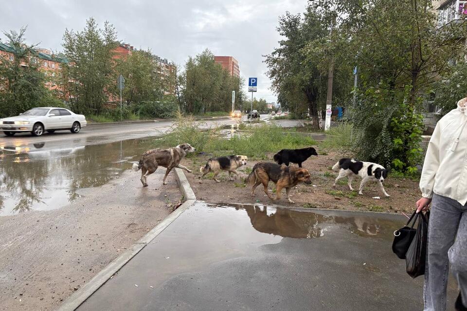 Стаю из больших собак заметили на КСК