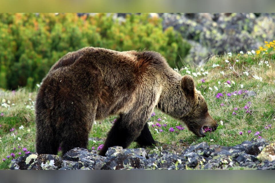 В Сохондинском заповеднике наблюдается активность медведей
