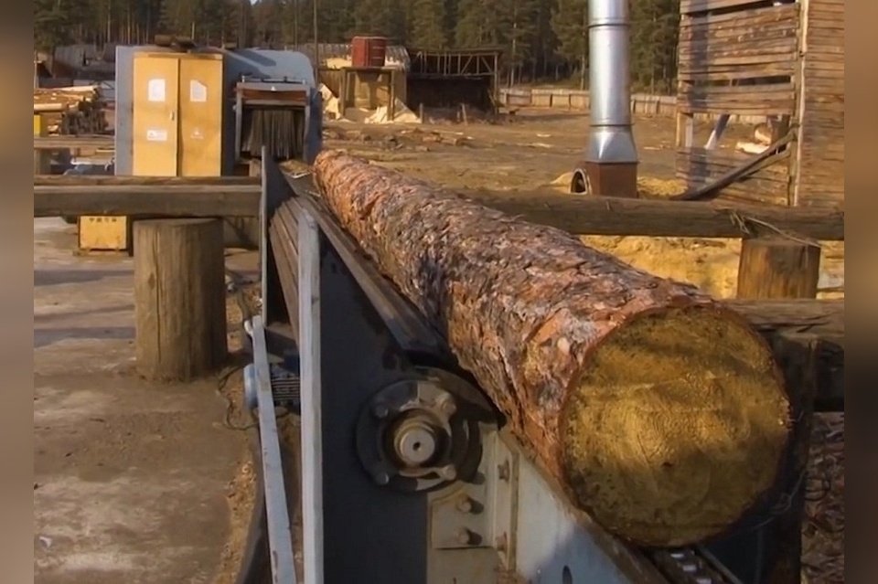 Госкомпанию для продажи необработанной древесины за границу могут создать в России
