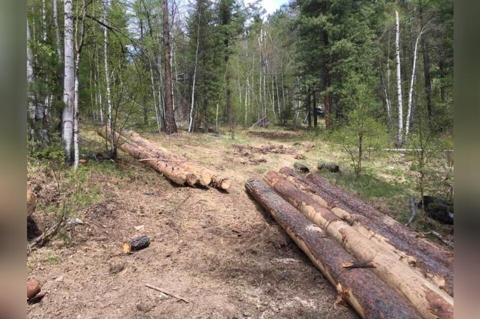 Черный лесоруб уничтожил леса на 2 миллиона рублей