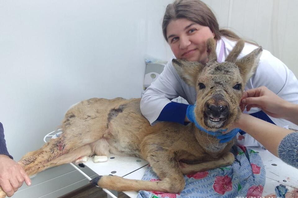 Ветеринары и местные жители спасли раненую косулю в Могоче