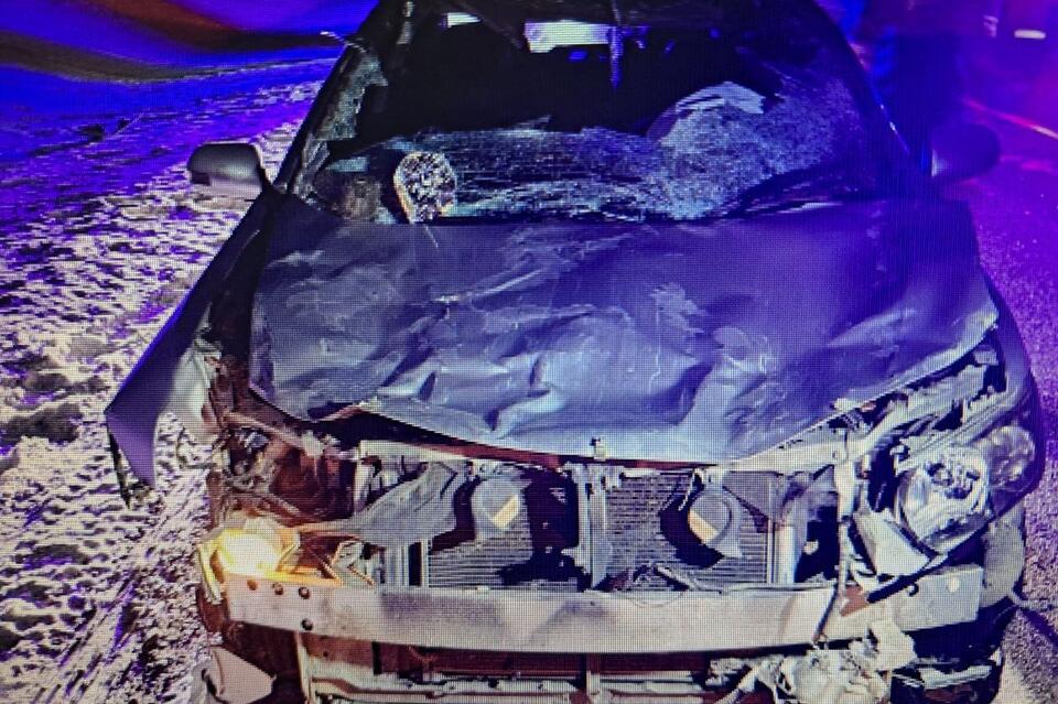 Водитель Toyota Allion на трассе сбил лошадь