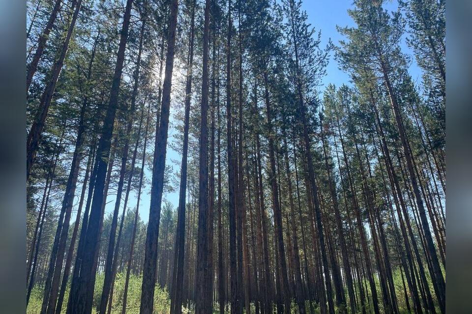 Правила сбора дикоросов могут изменить