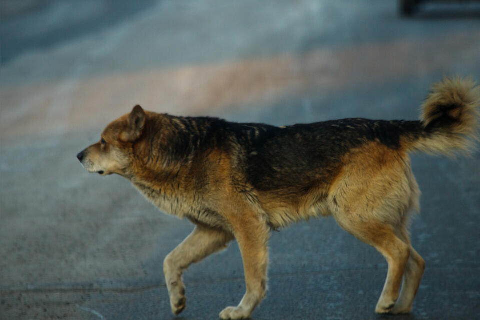 Администрация отчиталась об отлове собак в Чите