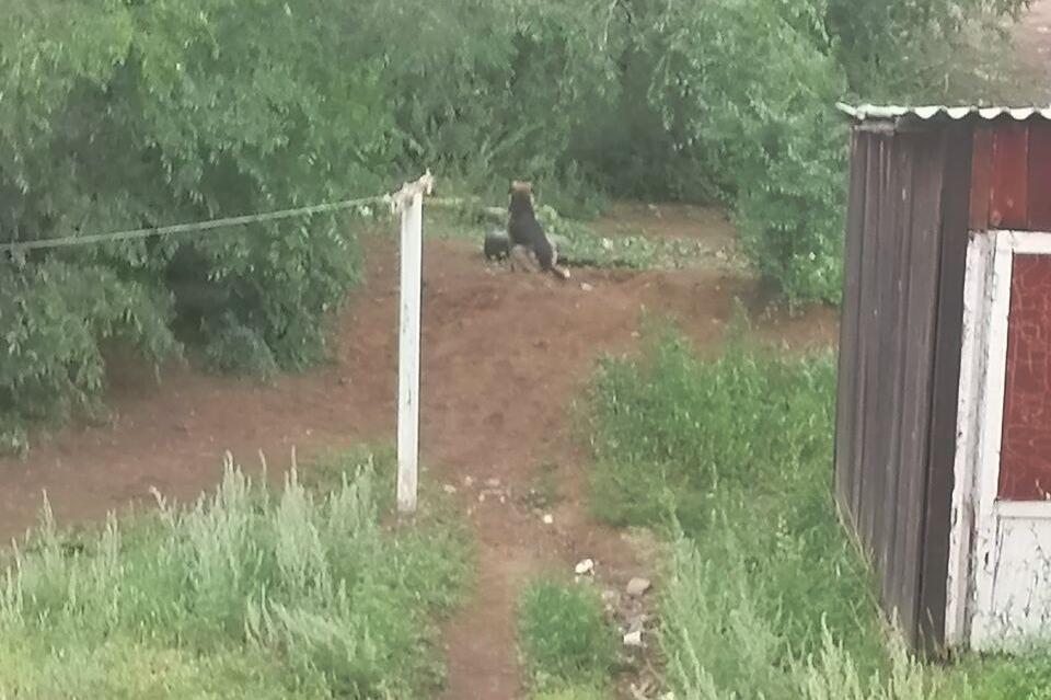 Стая агрессивных собак поселилась в Сосновом бору