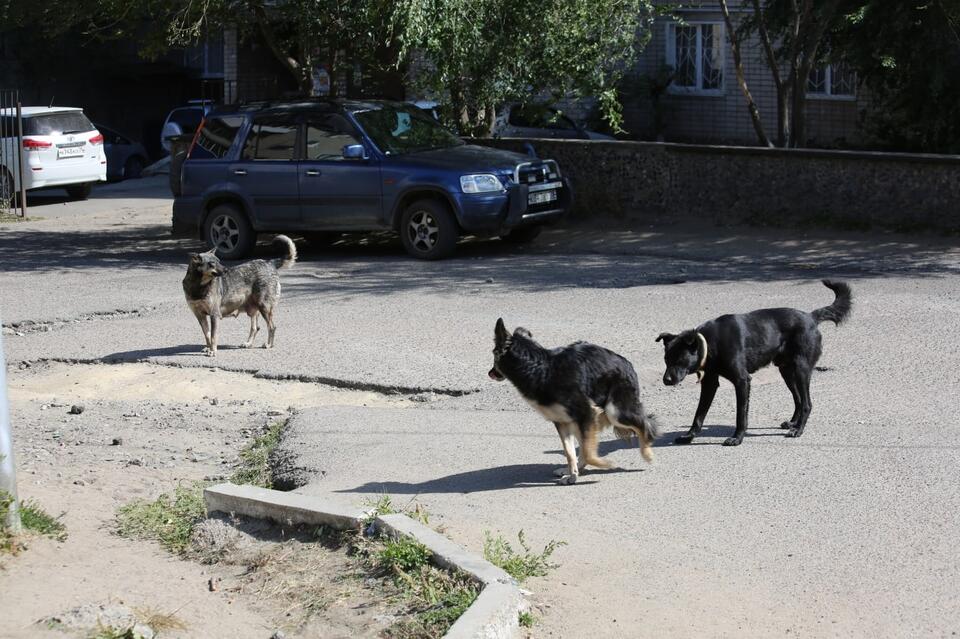 «Пока не нападают»: стая бездомных собак поселилась в одном из дворов 1-го микрорайона