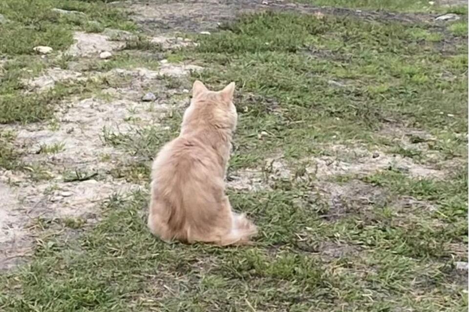 «Дьявольскую» цену установили за кота в Бурятии