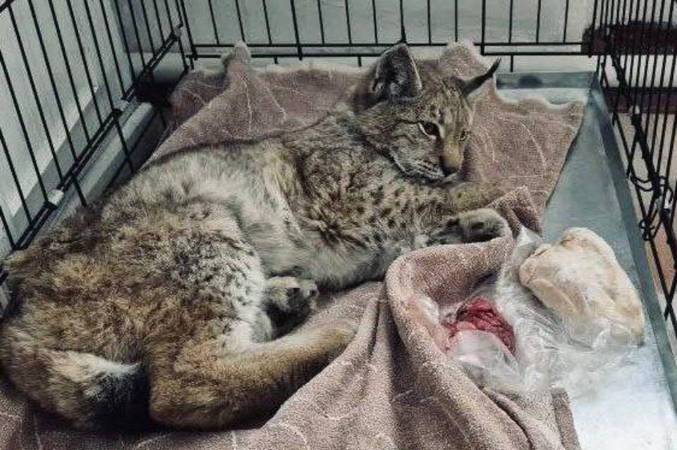 Рысь пришла в село Акша