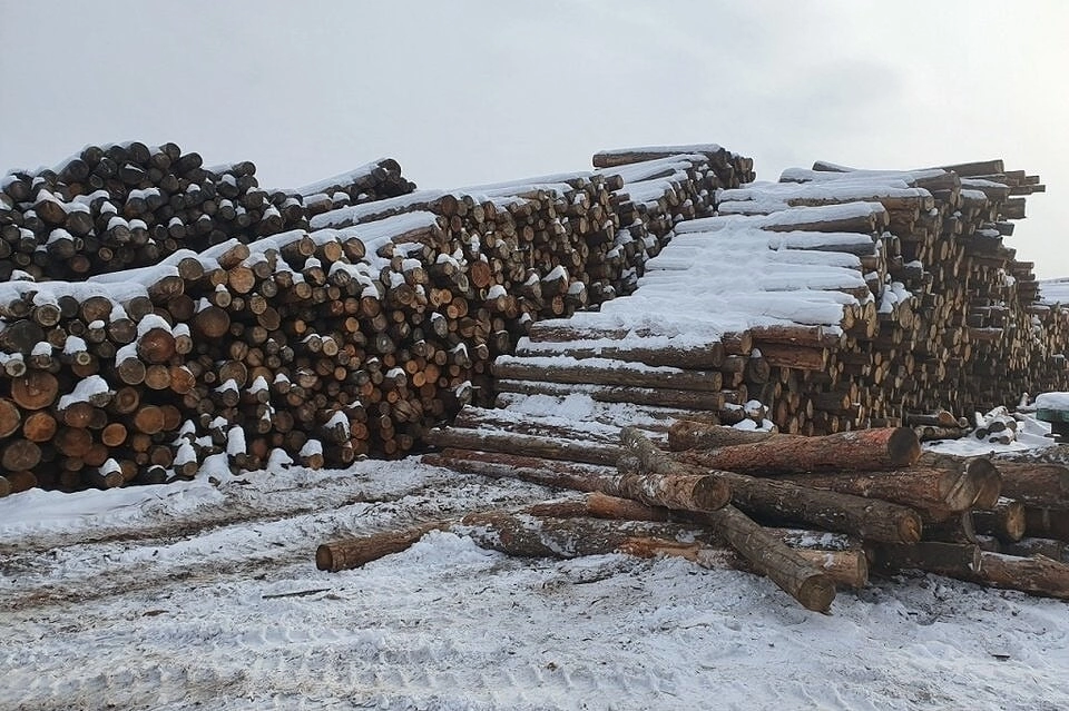 Забайкалье заняло 3 место по незаконным вырубкам леса в России