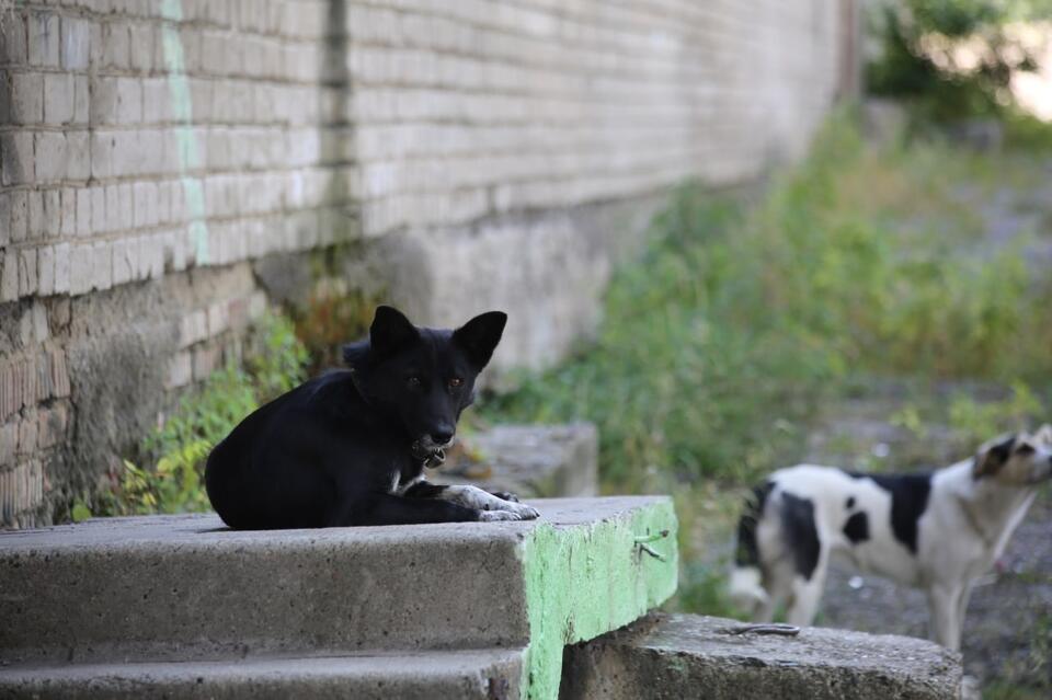 Около трёх тысяч бродячих собак отловили с начала года в Чите