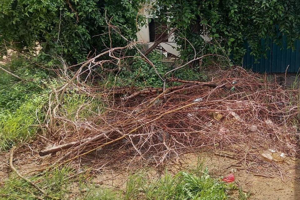 Ветки в одном из читинских дворов не убирают почти год