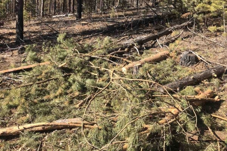 Более трёх тысяч кубометров леса незаконно срублено за неделю в Забайкалье