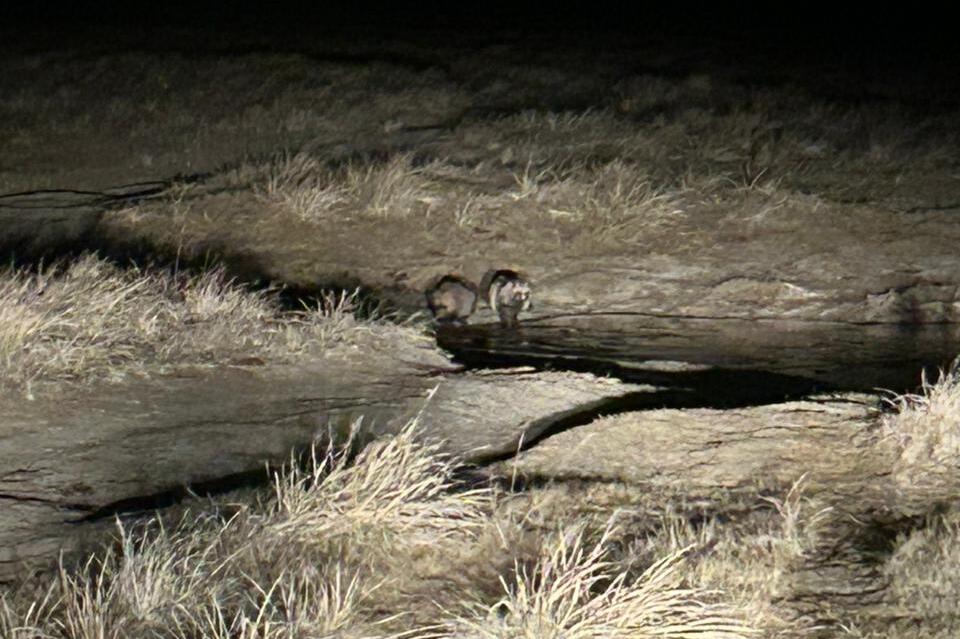 Пару енотовидных собак заметили в Сохондинском заповеднике
