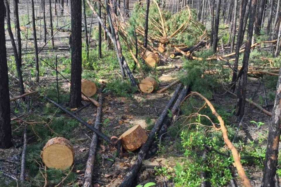 Более 450 куб. метров древесины срубили за неделю в лесах Забайкалья
