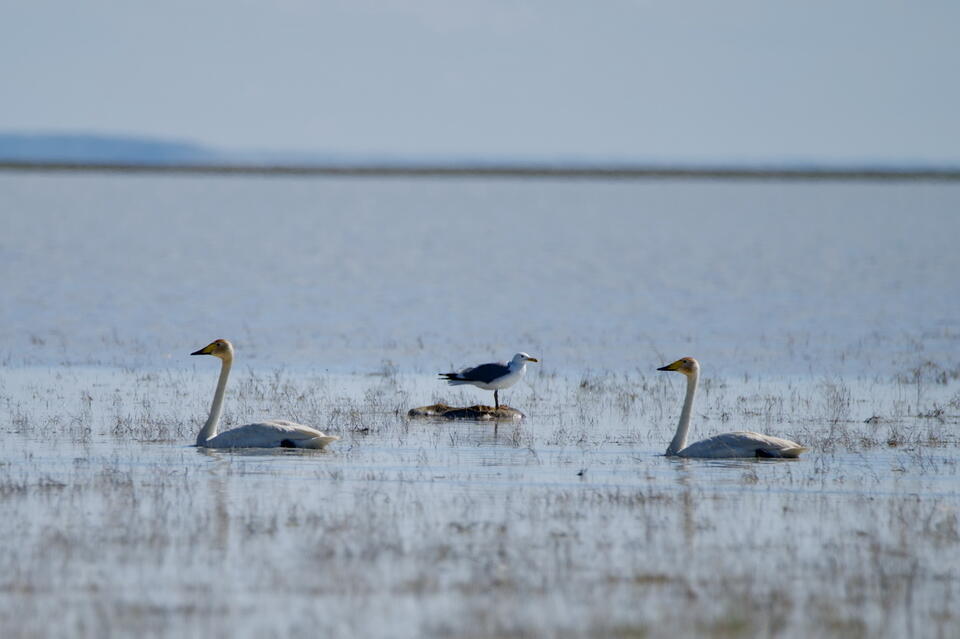 На Торейских озерах Забайкалья возрождаются птичьи колонии