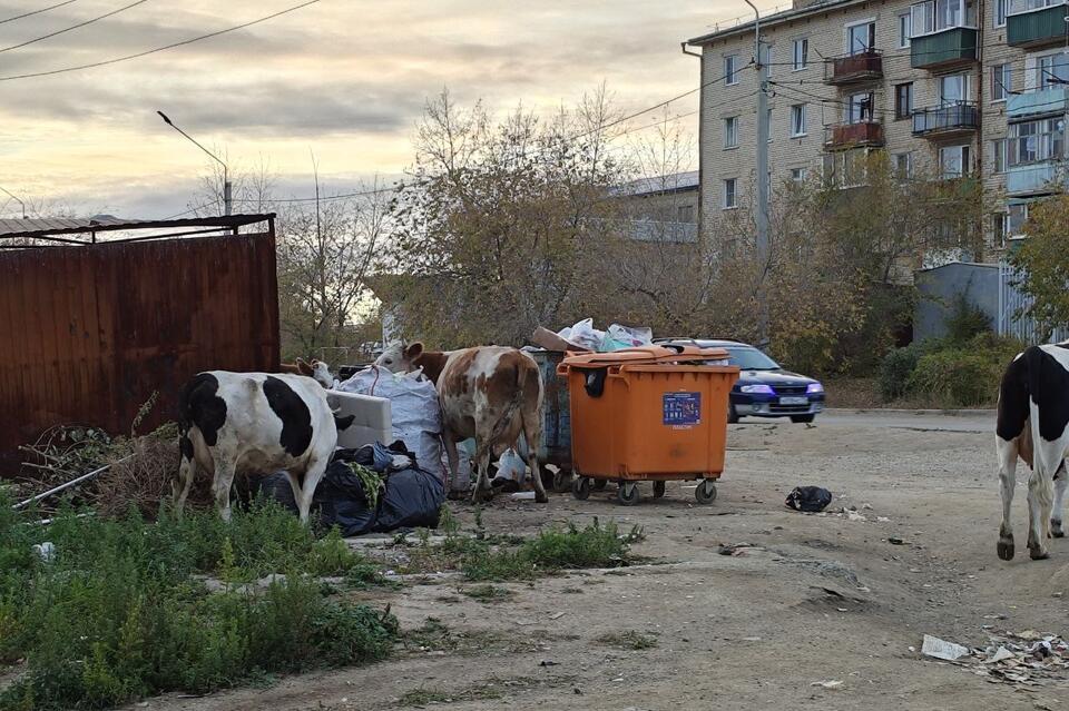ГРЭС тонет в мусоре