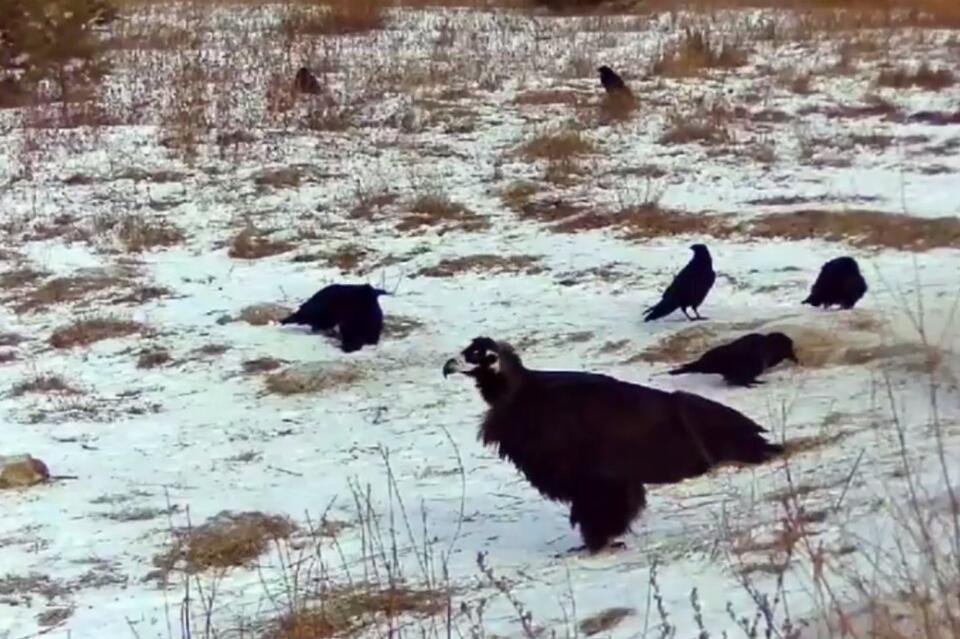 Фотоловушка в Забайкалье зафиксировала черного грифа в компании ворон
