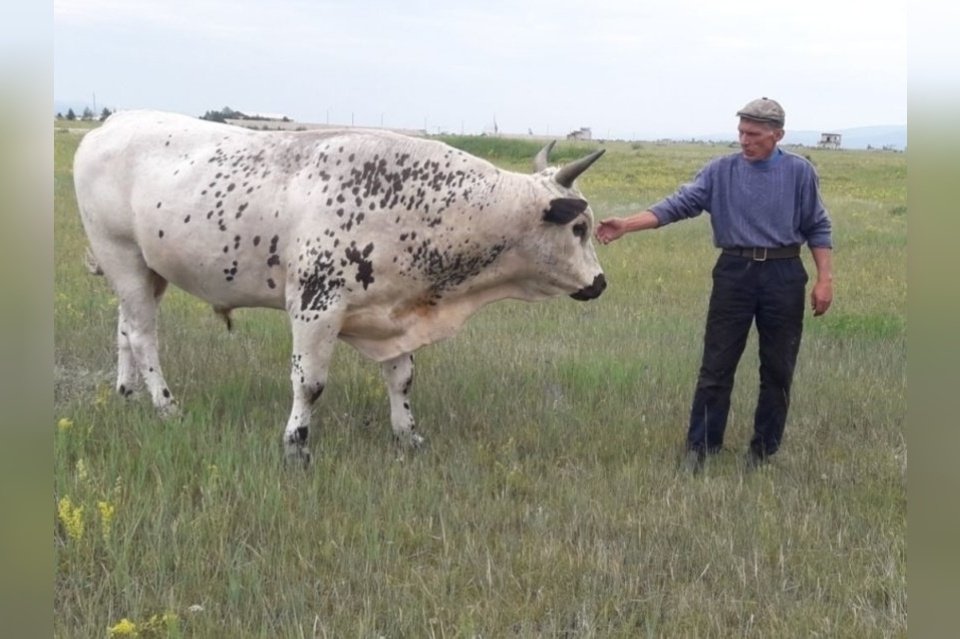 Нашли невероятных размеров быка в Забайкалье