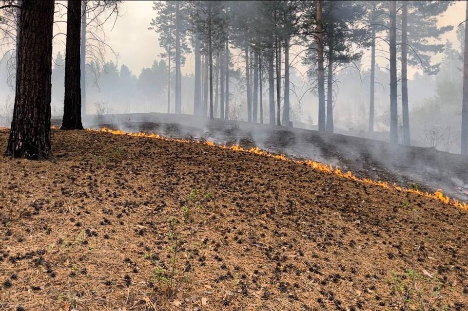 Арендатора лесных участков оштрафовали за отказ помогать в тушении пожаров
