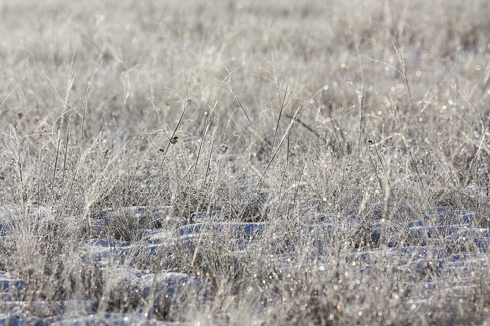 Мышьяковую аномалию обнаружили в Забайкалье