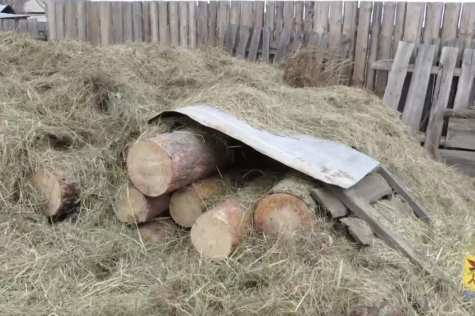 Забайкалец незаконно спилил 23 дерева для строительства бани