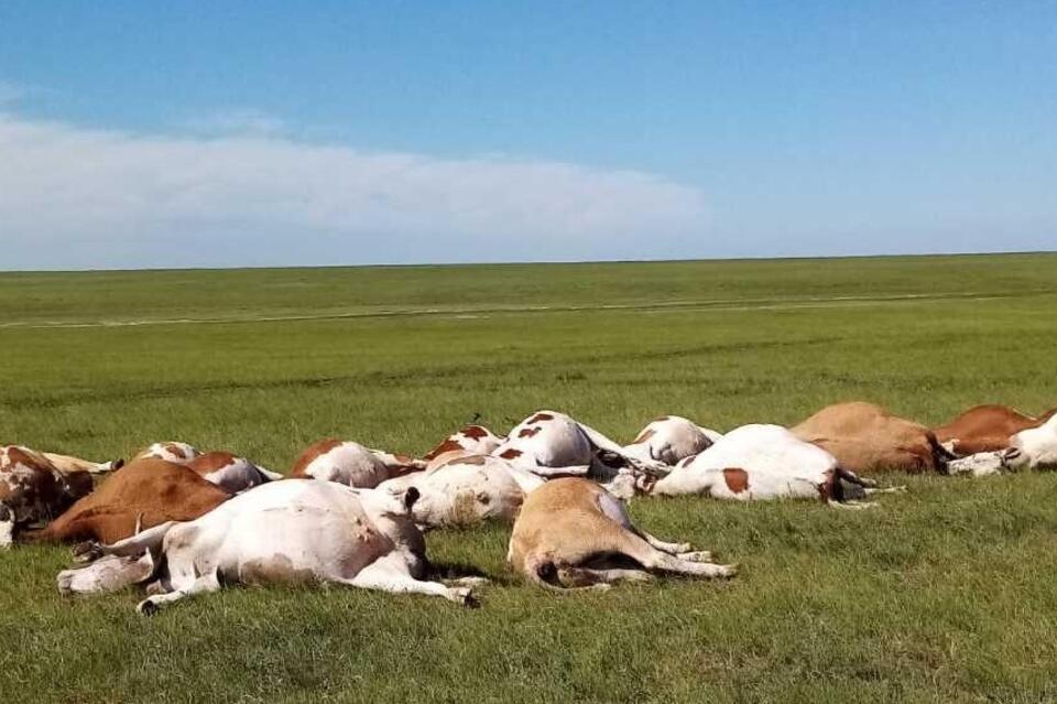 Более десяти коров убило молнией в Ононском районе – очевидцы (18+)
