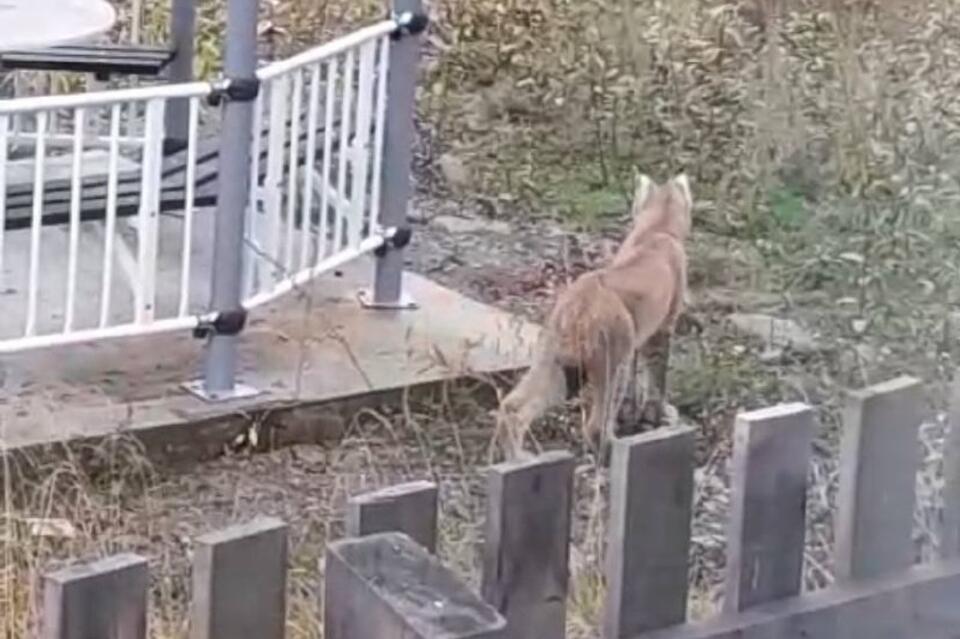 Рысь пыталась проникнуть в магазин поселка Верх-Чита