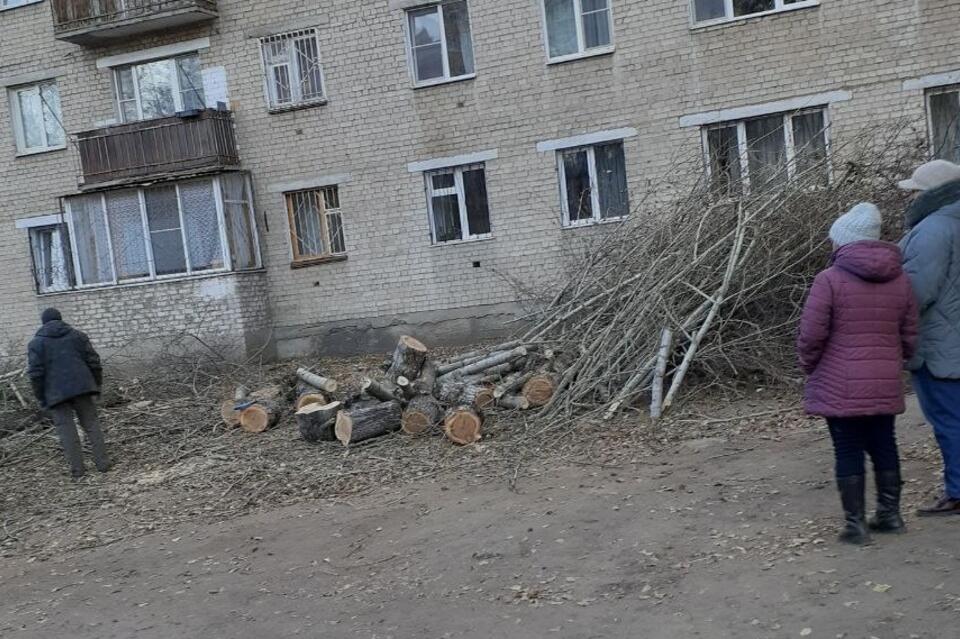 Деревья спилили во дворе дома в Чите — очевидцы возмущены
