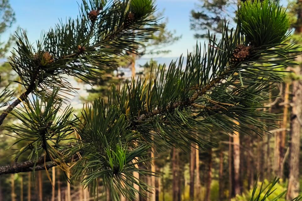 Минприроды продолжает расторгать договоры аренды с должниками