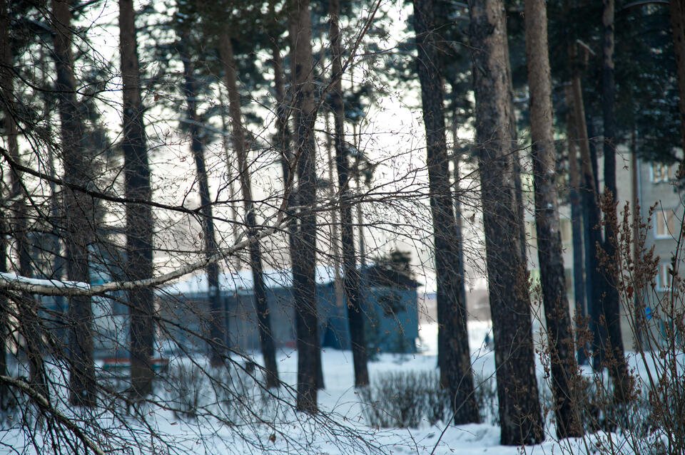 В Забайкалье участникам преступной группы грозит до 12 лет колонии за контрабанду леса в Китай