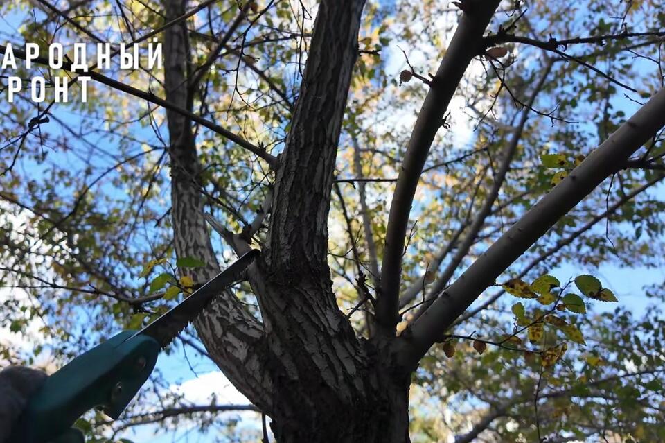 Эксперт Народного фронта объяснила, как правильно обрезать деревья в городе