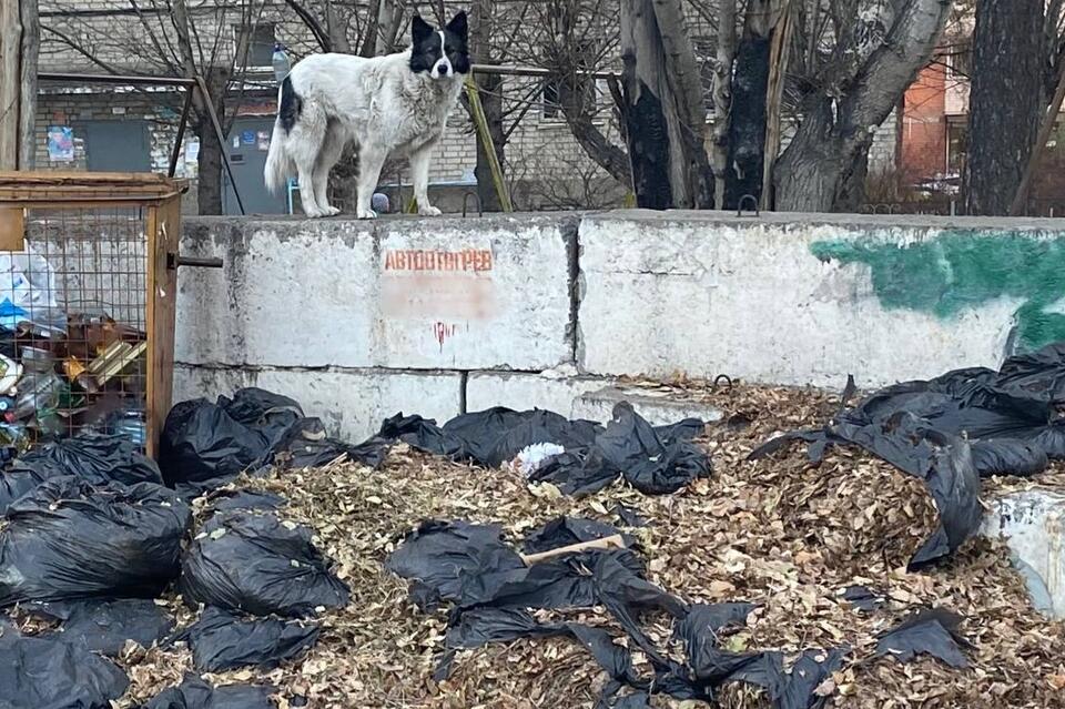 Жители Читы возмущены: улицы города завалены мусором в мешках