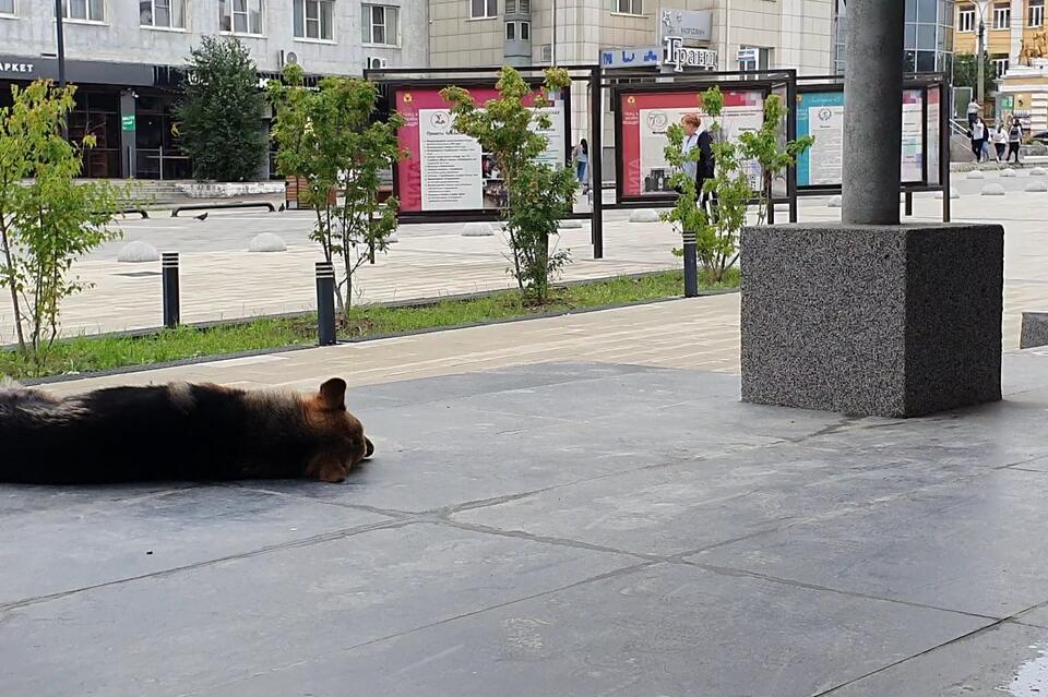 В Чите продолжают отлавливать бездомных собак